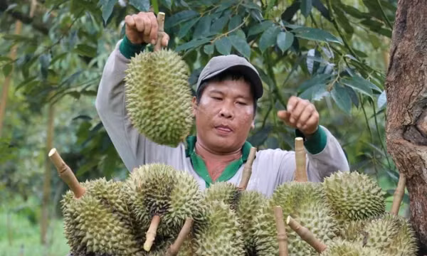 Kim ngạch xuất khẩu rau quả của cả nước cán đích sớm trước 1 tháng