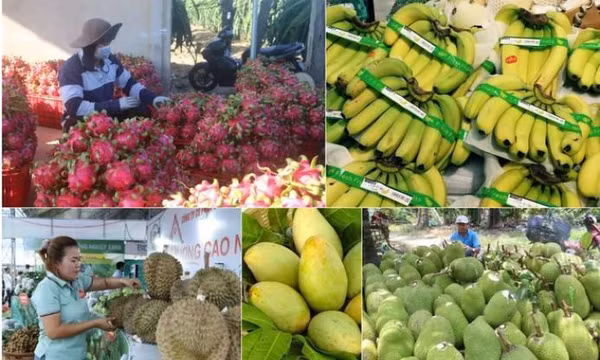 Xuất khẩu ngành nông nghiệp tăng kỷ lục