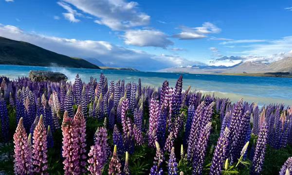 Ngắm hoa lupin khoe sắc bên hồ Tekapo, New Zealand
