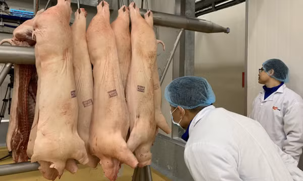 Giá lợn hơi tăng đón đầu Tết, thịt nhập khẩu chỉ 56.000 đồng/kg