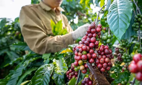 Tiêu chuẩn xanh của thị trường EU: Động lực hay áp lực với hàng Việt?