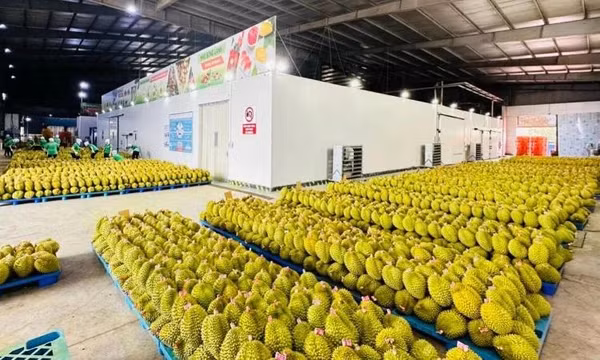 Kiểm tra, giám sát chặt chẽ các cơ sở đóng gói, xuất khẩu sầu riêng