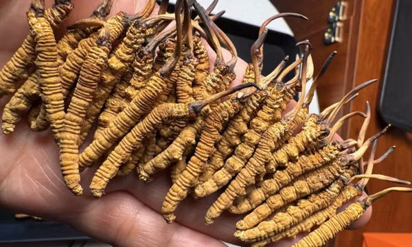 ‘Sâu cỏ’ khô đổ bộ thị trường Việt, giá 2,5 tỷ đồng/kg vẫn cháy hàng