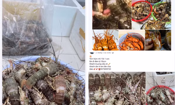 Tôm hùm bán trên mạng, 10.000 đồng/con, tin được không?