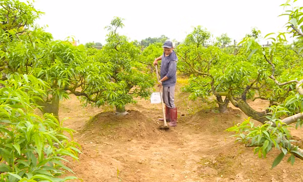 HND huyện Hải Hà: Khẳng định vai trò trong thúc đẩy phát triển nông nghiệp, nông thôn