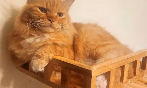 Mèo cam 'quá báo' là có lý do?