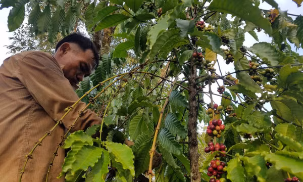 Giá cà phê giảm mạnh, nhiều nông dân và doanh nghiệp nói 'bị sốc'