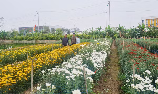 Nông dân thị xã Quảng Yên rộn ràng chuẩn bị sản xuất vụ hoa Tết Ất Tỵ 2025