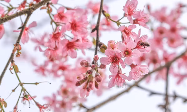 Mai anh đào bung nở sớm ở Đà Lạt