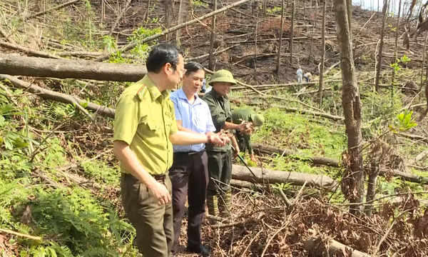 Quảng Ninh chuẩn bị tốt các điều kiện để trồng rừng vụ Xuân