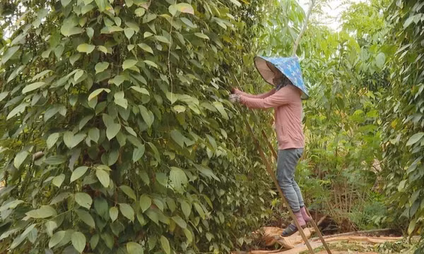 Hoa Kỳ là thị trường xuất khẩu lớn nhất của hồ tiêu Việt Nam