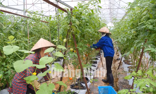 Công ty CP Song Hành (xã Tiền An, TX Quảng Yên)