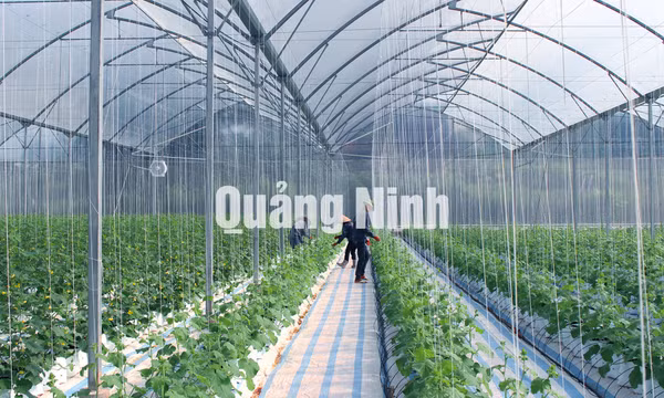 Công ty CP Thương mại và Xây dựng Đầm Hà