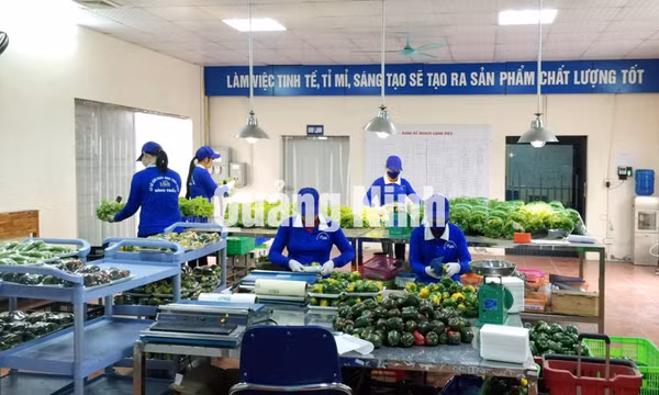 Cơ sở sản xuất rau thuỷ canh Green farm 188 (TX Đông Triều)