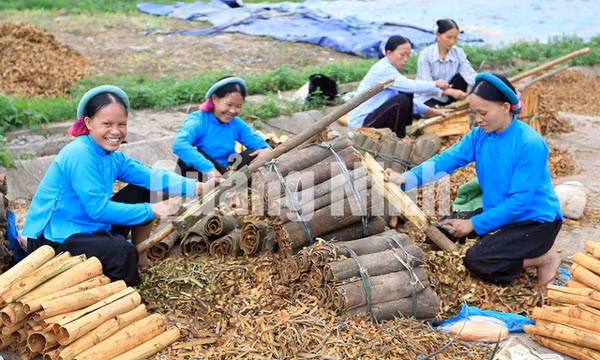 Mùa quế ở Bình Liêu