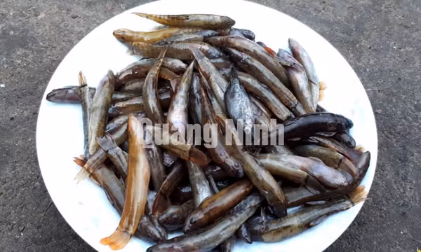Cá suối