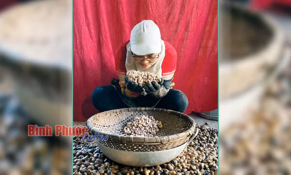 Về Bình Phước, nghe hạt điều “kể chuyện” 