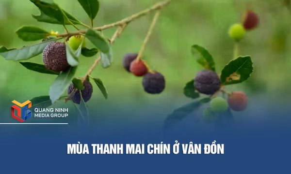 Mùa thanh mai chín ở Vân Đồn