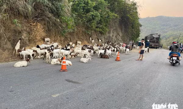 Xe tải lật làm 100 con dê chết và bị thương, cộng đồng chung tay mua giúp