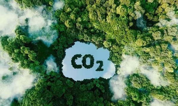 Việt Nam sắp bán trên 5 triệu tín chỉ carbon rừng