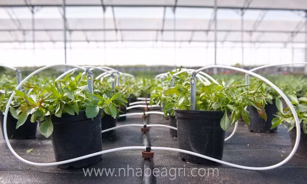 Mô hình tưới nhỏ giọt - Bước đột phá của nền nông nghiệp cho cây trồng trong túi giá thể