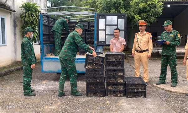 Ngăn chặn buôn lậu gia cầm từ biên giới