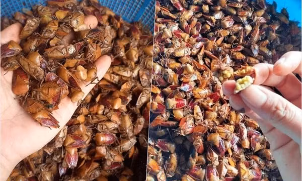 Loại côn trùng hôi hám, bị tránh xa nay bỗng thành đặc sản đắt đỏ