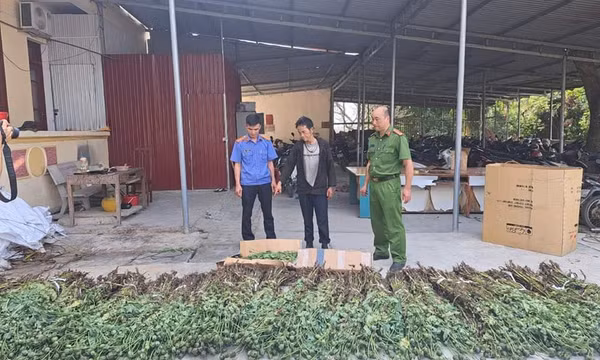 Tạm giữ hình sự đối tượng trồng hơn 1.300 cây thuốc phiện trên nương ngô