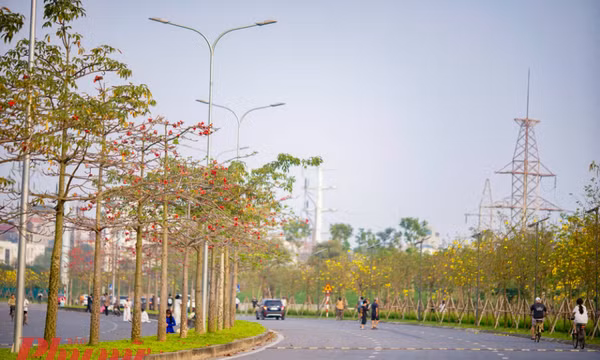 Ngắm đường hoa phong linh và hoa gạo tuyệt đẹp ở Hà Nội 