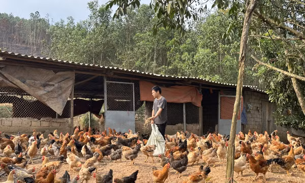 Đồng hành cùng nông dân phát triển sản phẩm OCOP