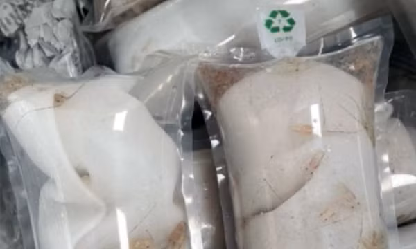 Vận chuyển 'chui' 60.000 tôm hùm giống trên máy bay