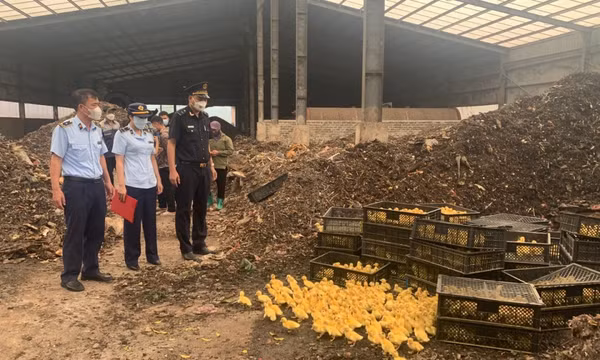 Thu giữ hơn 10.000 con vịt giống không rõ nguồn gốc