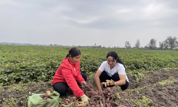 Phụ nữ Đầm Hà tích cực giúp nhau phát triển kinh tế