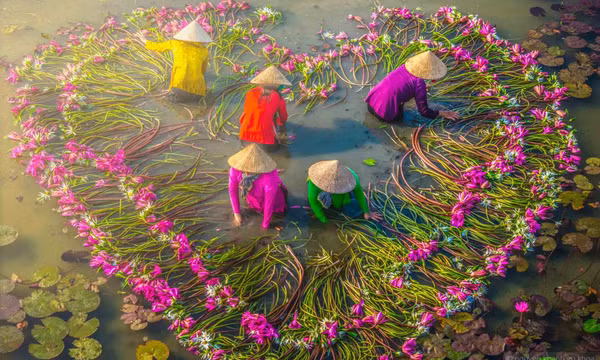 Việt Nam từ trên cao: Mùa thu hoạch bông súng ở Mộc Hóa, Long An