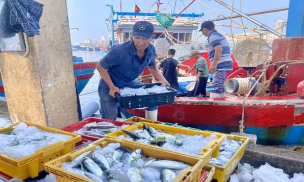 Gỡ thẻ vàng IUU, mấu chốt nằm ở quyết tâm của lãnh đạo địa phương