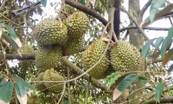 Đừng để nông sản Việt 'một phút huy hoàng'