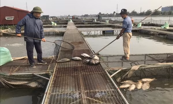 Cá nuôi lồng trên sông Thái Bình chết hàng loạt chưa rõ nguyên nhân