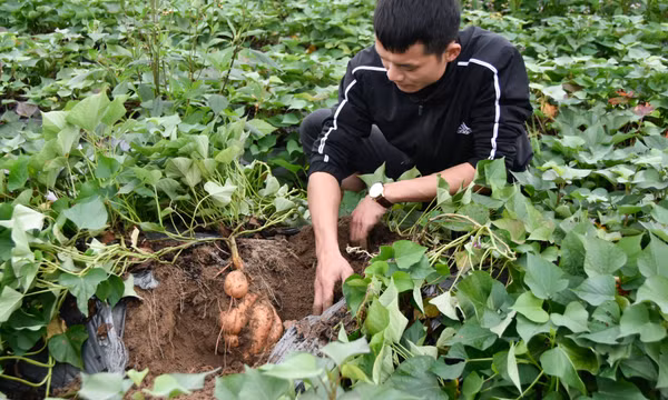 Khoai lang Đại Bình