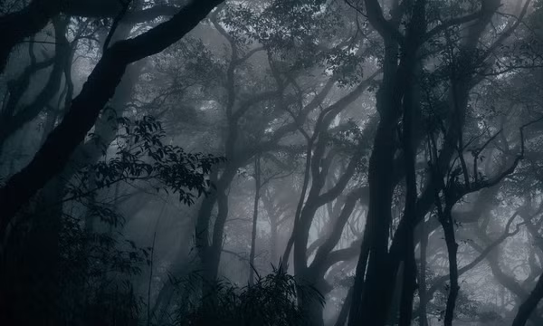Thảm thực vật đẹp mê mẩn trên đường trekking đỉnh Lùng Cúng