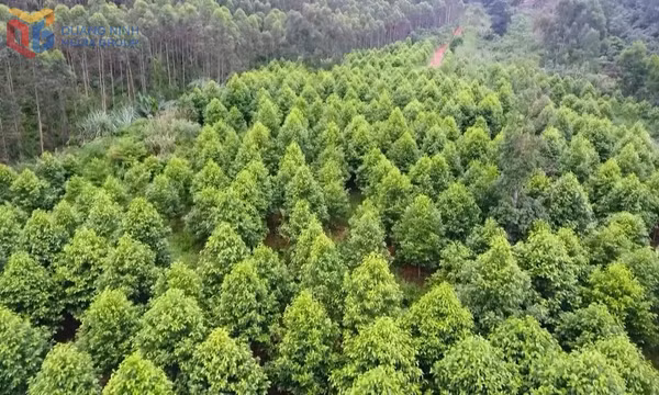Tỷ lệ che phủ rừng Quảng Ninh đạt 45,5%, vượt mục tiêu đề ra cho năm 2025