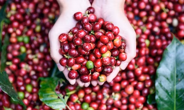 Điểm tên những mặt hàng nông sản xuất khẩu chiếm vị trí cao nhất
