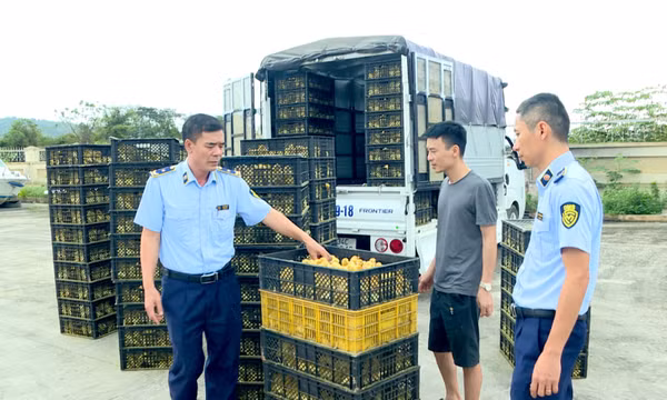 Ngăn chặn nhập lậu giống vật nuôi  