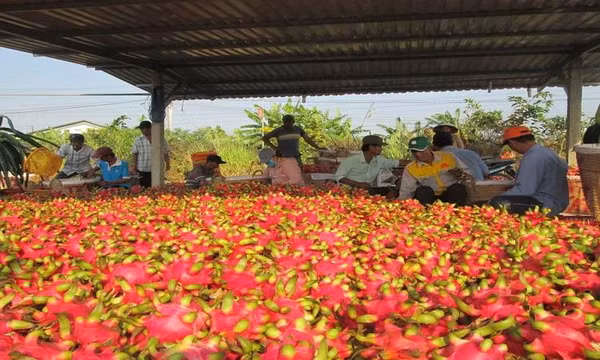 Rau quả Việt Nam chiếm thị phần thấp tại nhiều quốc gia