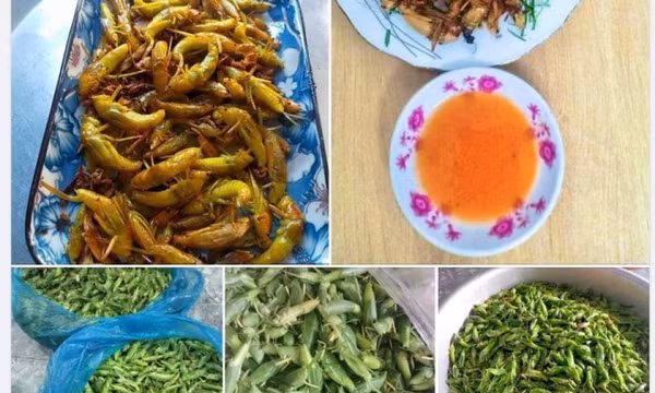 Loại côn trùng bay đầy đồng lúa có giá bán cao bất ngờ