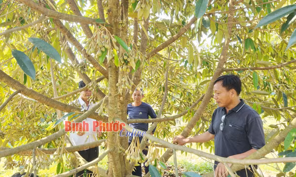 Phát triển sầu riêng đạt chuẩn OCOP 