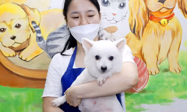 Spa, làm đẹp cho thú cưng 