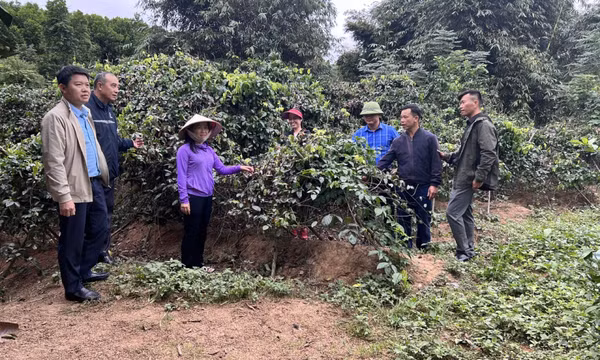 Khởi sắc vùng cao Hạ Long