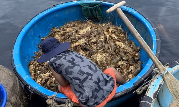 Hơn 60 tấn tôm hùm ở Phú Yên chết bất thường