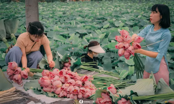 Mùa thu hoạch sen bách diệp ở Hồ Tây