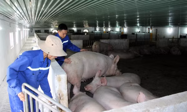 Xây dựng cơ sở chăn nuôi an toàn dịch bệnh